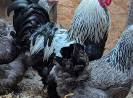 Large Fowl Exhibition Dark Brahma X 6 Hatching Eggs