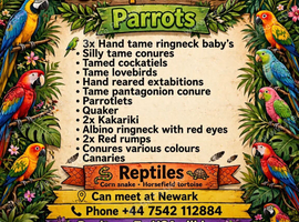 healthy hand reared parrots and aivery birds