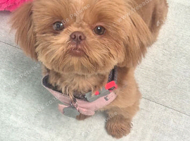 Molly shih tzu needs a new home KC Registered