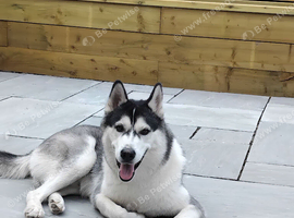 Make husky 10 months old