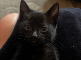 Two beautiful kittens ready to leave