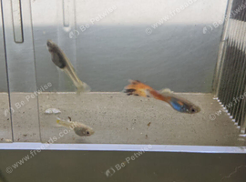 Baby Guppies