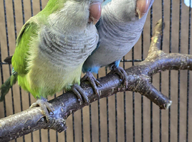Quaker parrot Pair