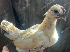 Bantam mixes