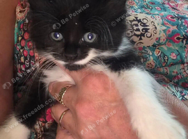 Female Kitten