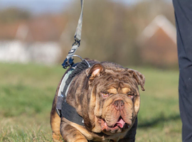 Elite English Bulldog Stud Available &ndash; UK