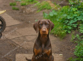 Stunning Boy Available