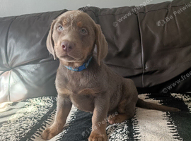 Silver and tan Labrador puppy ready now