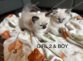 Gorgeous ragdolls kittens for sale