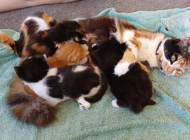 Kittens