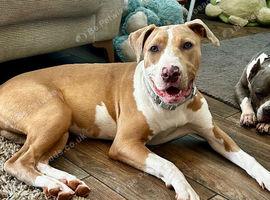 Olive needs her forever home