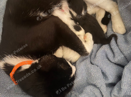 2 little kittens