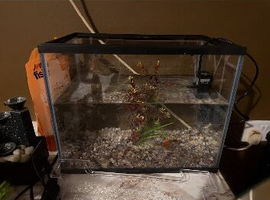 Fish tank and goldfish