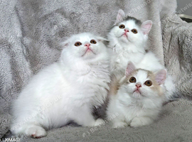 Adorable Scottish Fold and Straight kittens