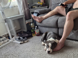Staffordshire Bull Terrier
