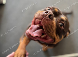 Female pocket bully