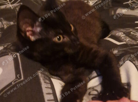 12 week old black kitten