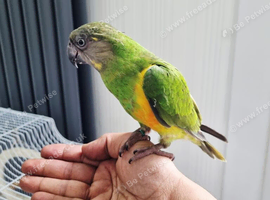 Baby Senegal with parrot