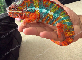 Adult chameleons
