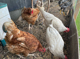 7 mixed breed chickens. 4 egg laying