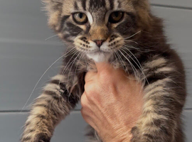 XL beautiful maine coon kittens