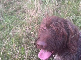 German wirehaired pointer