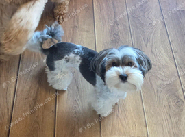 Biewer Yorkshire Terrier Girl 4 years old