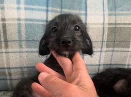 Doxiepoo