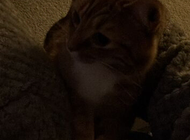 2year old male cat for rehoming