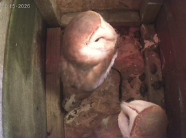 pair of Barn owls for sale