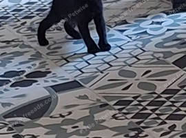 4x kittens