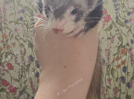Ferrets