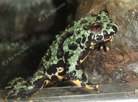 Three Fire-Bellied Toads and Setup