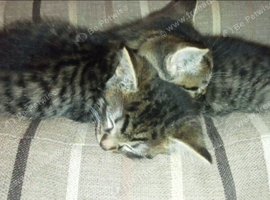 2 tabby boys