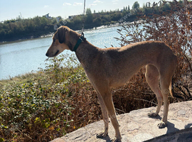 Saluki greyhound