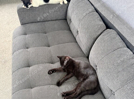2 kittens