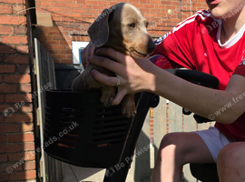 Mini dauchand named archie,