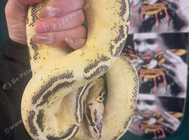 Royal python with 4ft viv