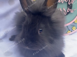 Black lionhead babies