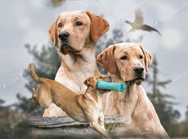 Proven Working Labrador Retriever for Stud - Fully Health Tested & KC Registered