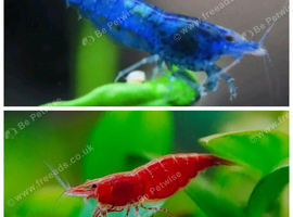 Cherry shrimp, red,yellow,blue,orange,white,black