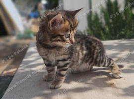 Cashmere  bengals
