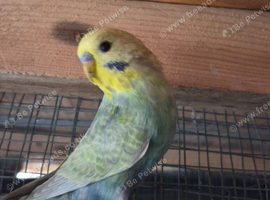 Selection of budgies