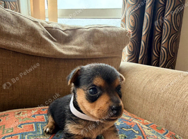 Stunning Jack Russell pups