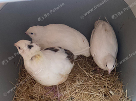White female jumbo quails