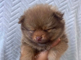 Pomeranian Puppies