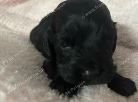 cocker spaniel pup