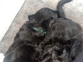 Cockapoo puppy&rsquo;s