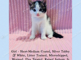Beautiful Kittens For Sale