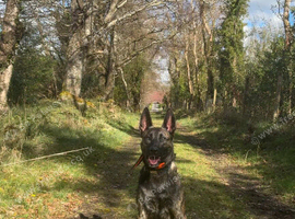 Dutch herder female